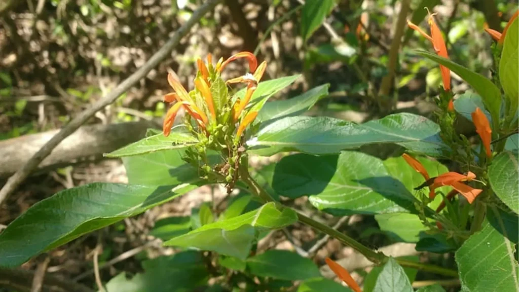 Características de la planta muicle