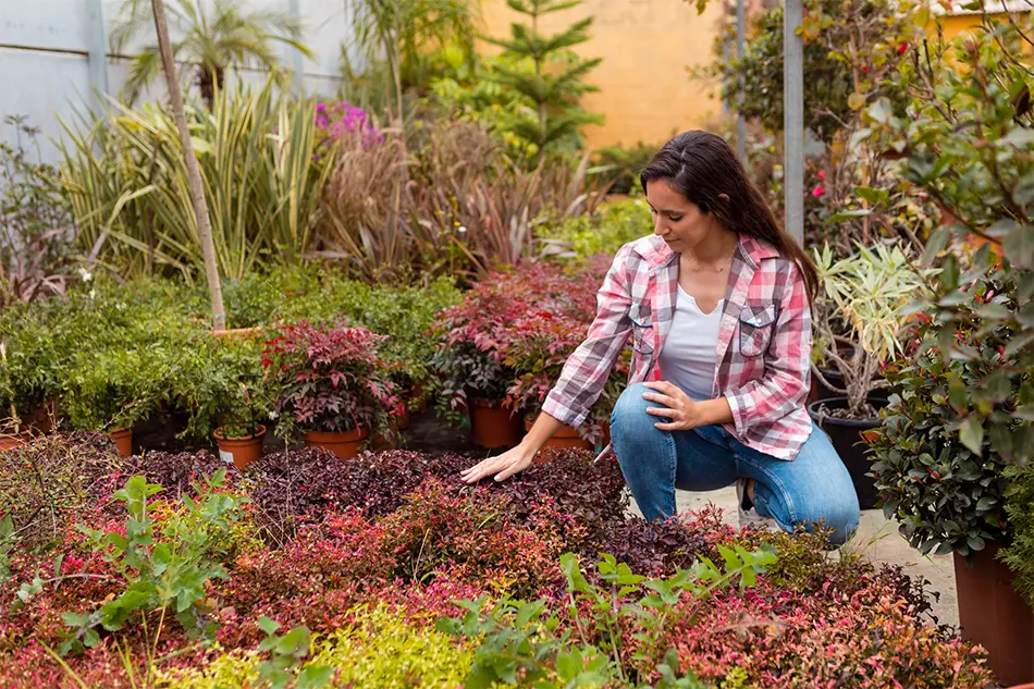 Cómo cultivar la planta muicle en tu jardín